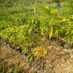 Manguier Kent Greffée – Variété majestueuse et productive