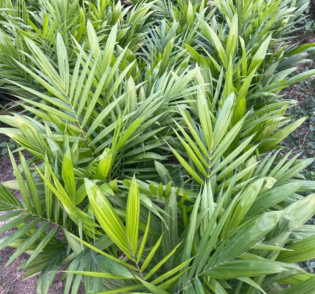 Le palmier Tenera F1 est la variété de référence pour l’huile de palme.
