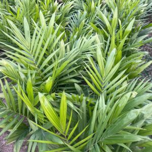 Le palmier Tenera F1 est la variété de référence pour l’huile de palme.