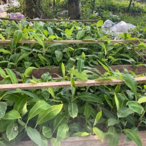 variétés banane plantain Côte d’Ivoire
