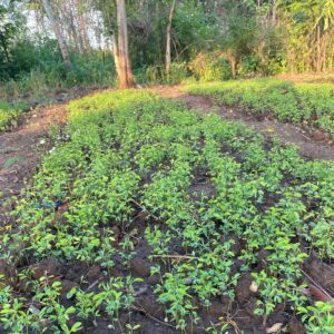 Campêche – Clôture naturelle & haie vive tropicale