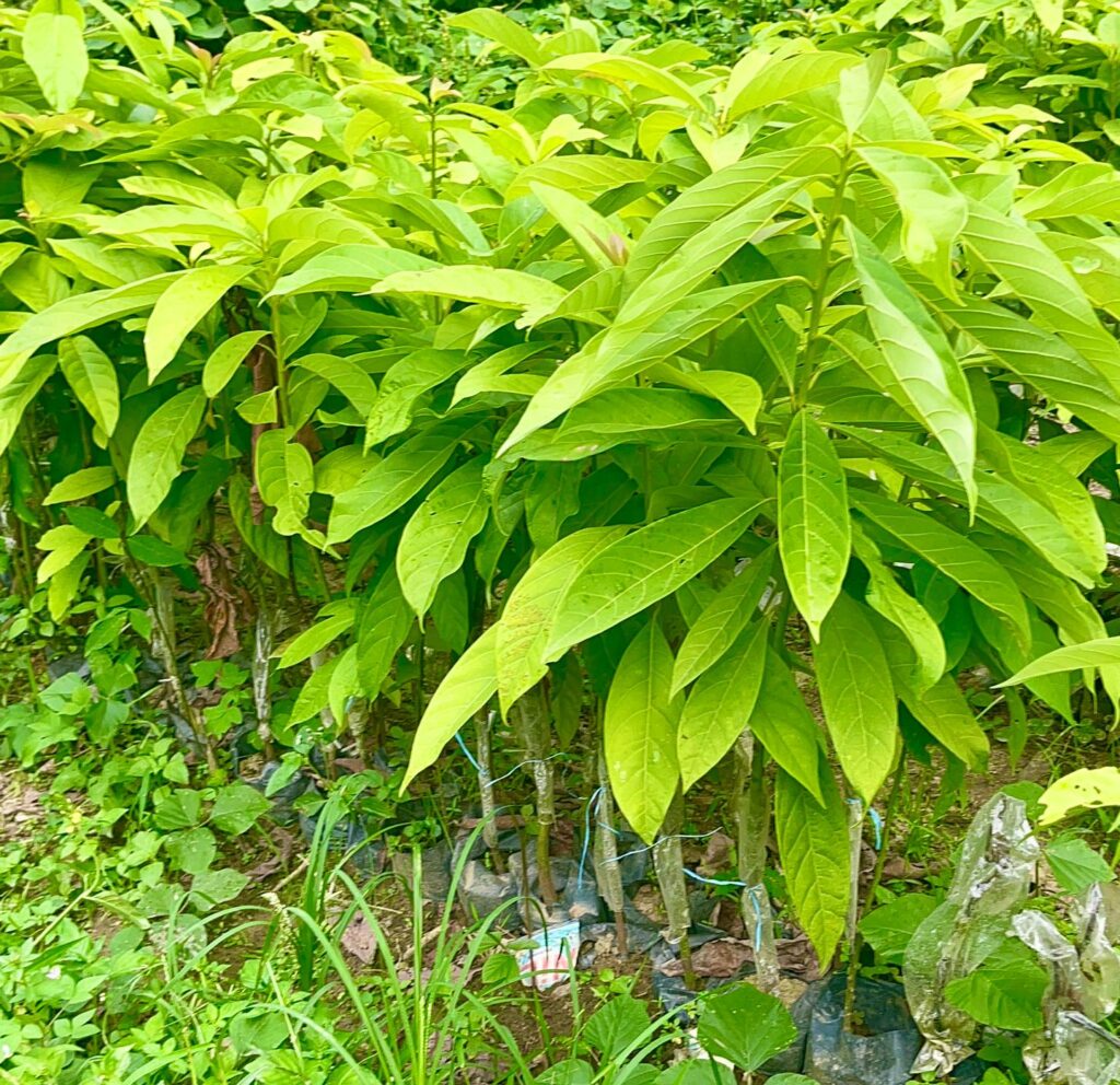 Pépinière d'avocatier beurre greffé