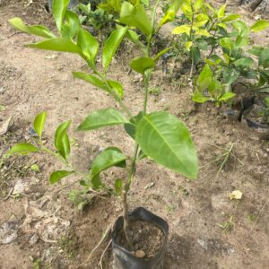 Plante de mandarine clémentine greffée pour rentabilisé votre projet agricole Pépinière Ivoire