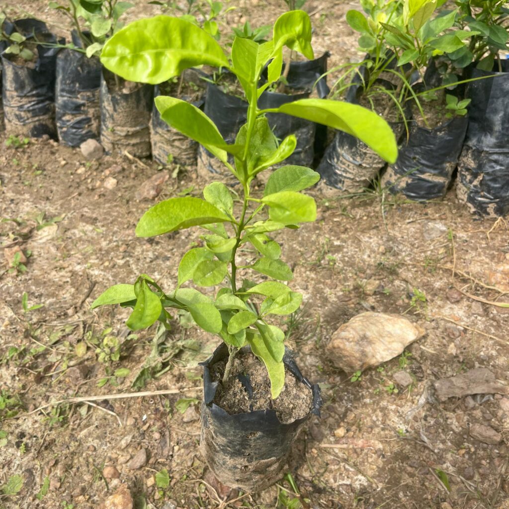 Plante de tangelo greffée rentables Pépinière Ivoire