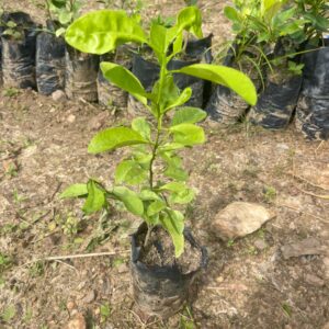 Plante de tangelo greffée rentables Pépinière Ivoire