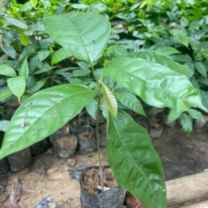 Plante de cacaoyer ghana