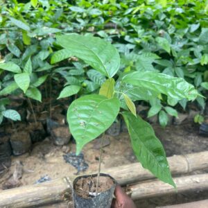 Plante de cacao mercedes