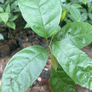 Plante de cacaoyer Français