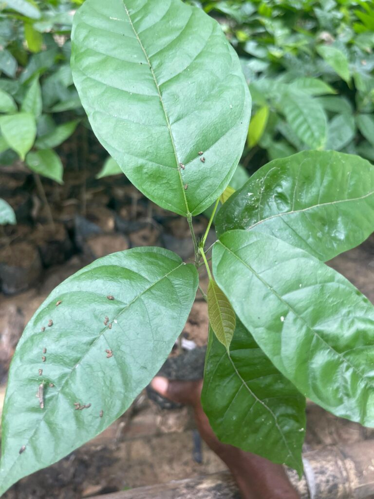 Plante de cacaoyer Français