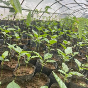 Fruit de la passion – Plants à forte productivité & prêts à planter (Maracuja)