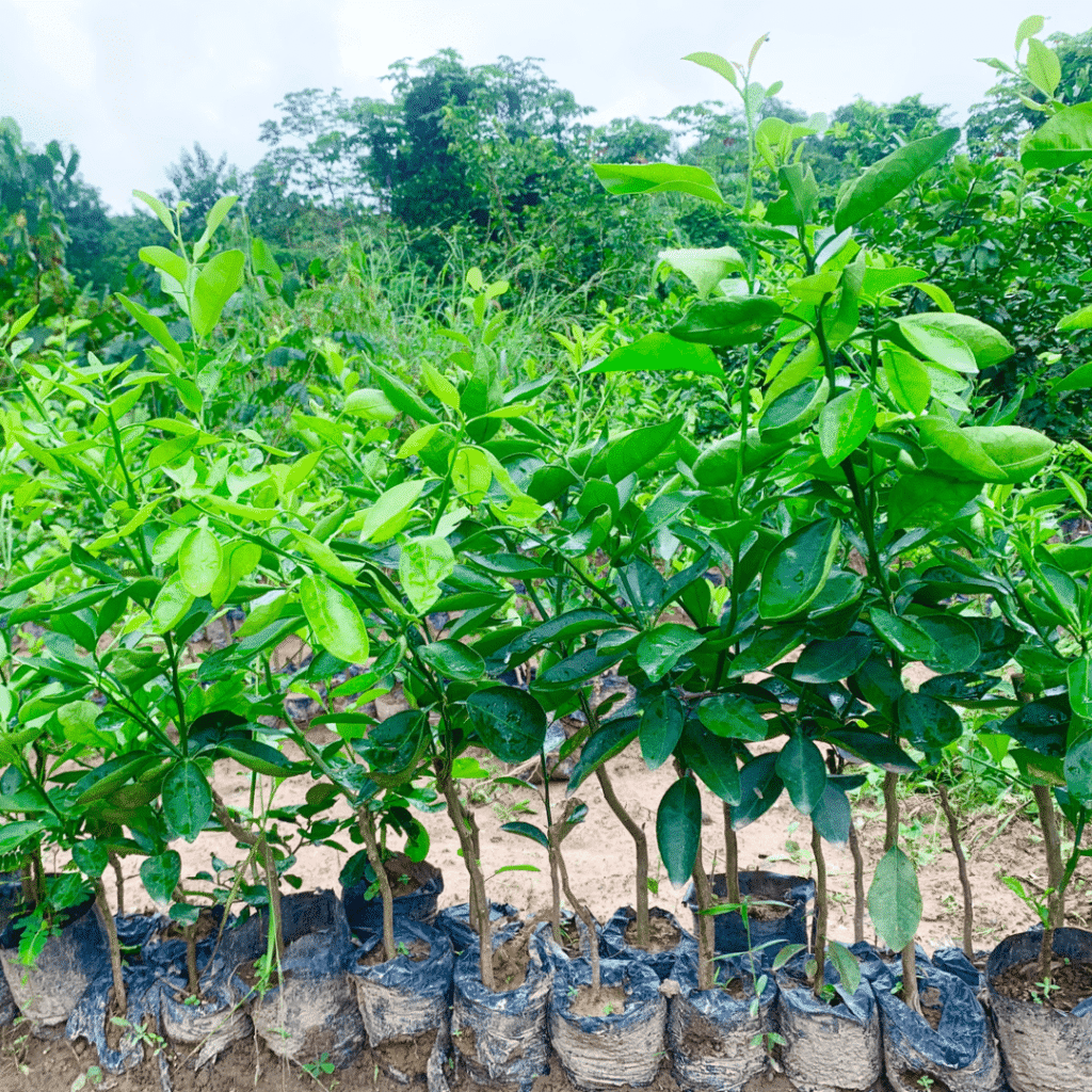 Citron Meyer – Plants d’agrumes productif | Pépinière-Ivoire