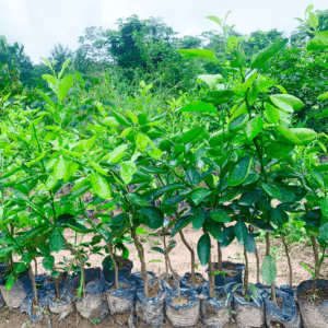 Pamplemoussier greffé – Production rapide et abondante