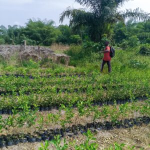 Oranger sanguine greffé – idéal pour investissement