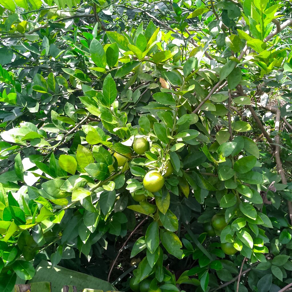 citronnier Meyer productif en Côte d’Ivoire avec fruits mûrs
