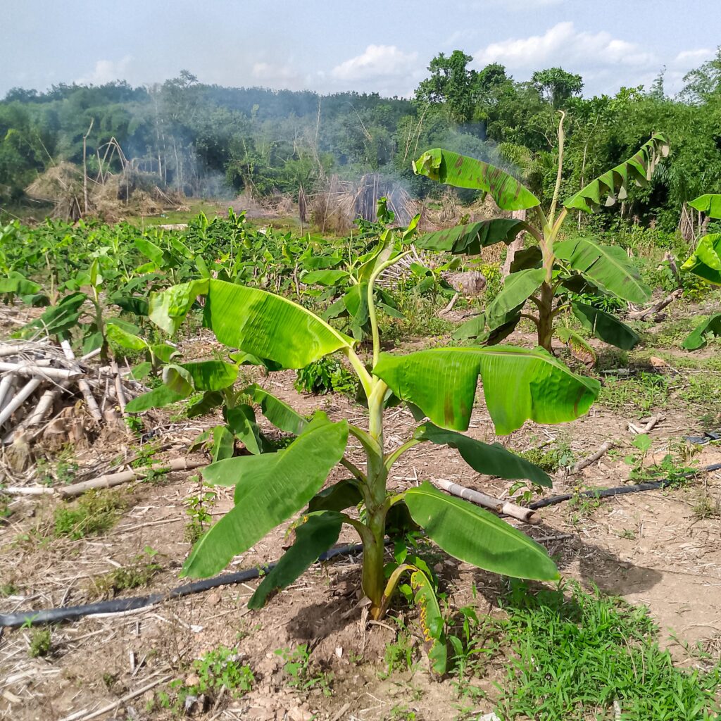 Banane plantain en densité normal sur 1 hectare en Côte d’Ivoire