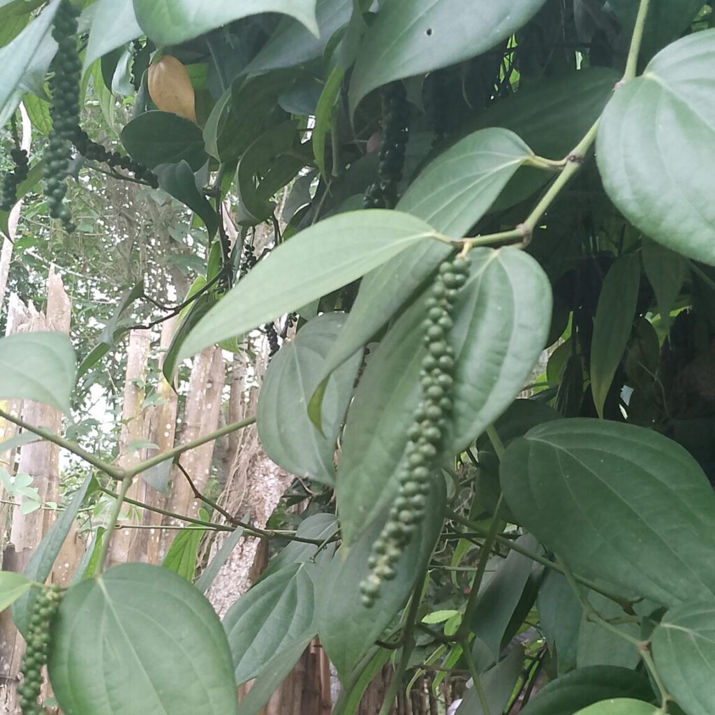 Plantation de poivrier noir en Côte d’Ivoire avec tuteur vivant Glyceridia