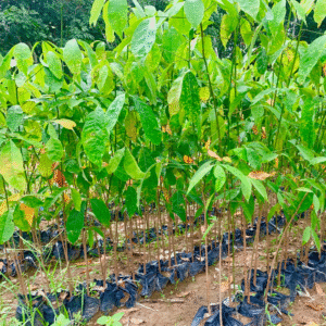 Pépinière d’hévéa en Côte d’Ivoire – jeunes plants d’hévéa prêts pour la plantation, produits par Pépinière-Ivoire.