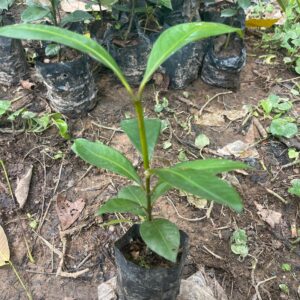 Plant de Mangoustanier – Fruit Exotique Haut de Gamme