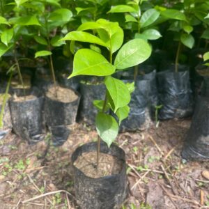 Plante de Laurier – Arbre aromatique médicinal et rentable