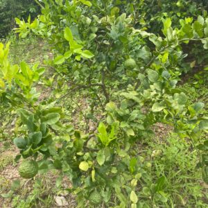 Citronnier Combava – Plante fruitière exotique rare et précieuse