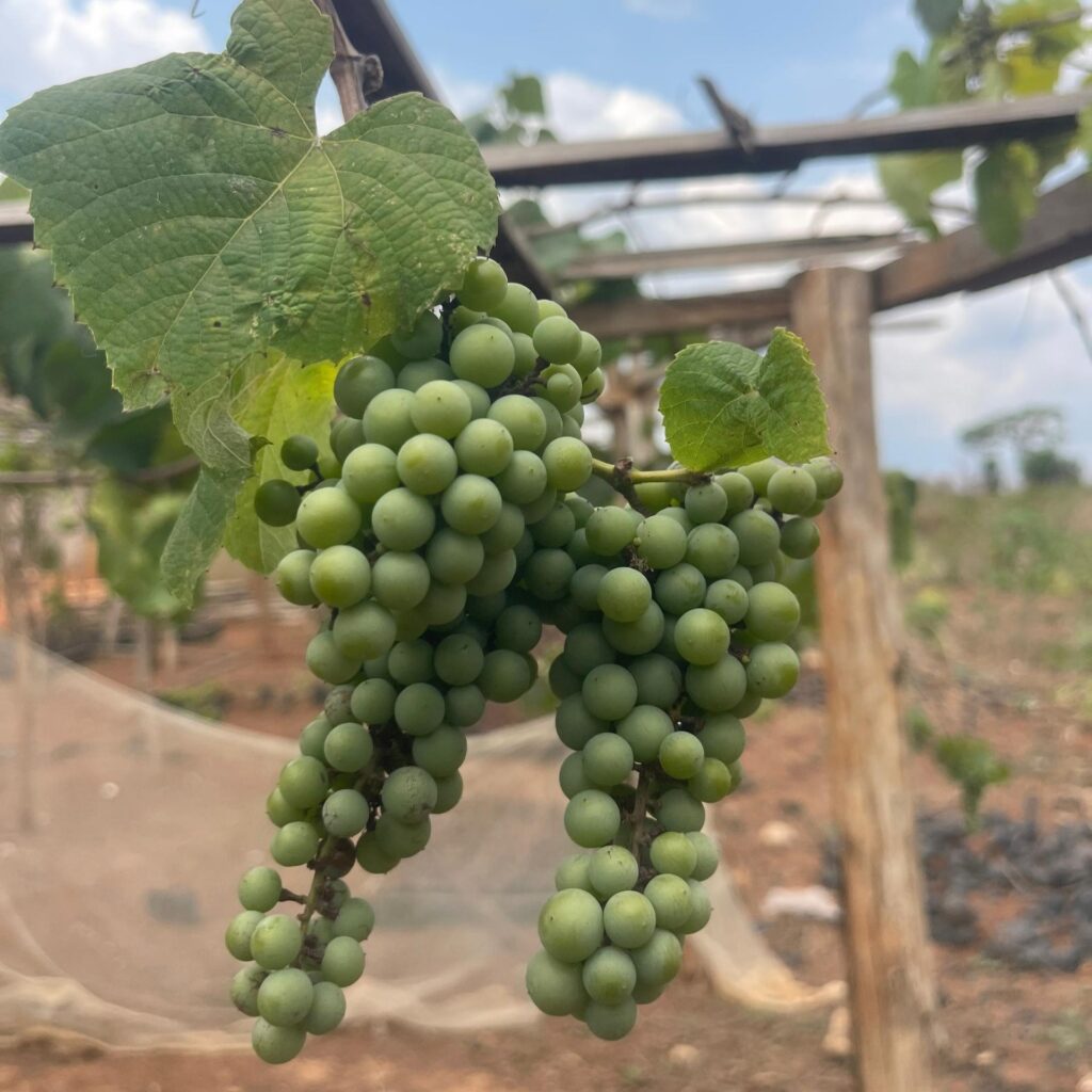 Plant de Vigne – Pépinière de Raisin adapté à l’Afrique tropicale
