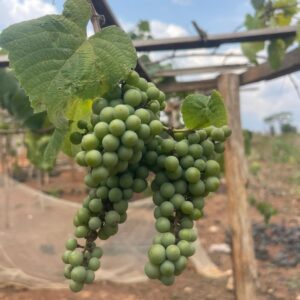 Plant de Vigne – Pépinière de Raisin adapté à l’Afrique tropicale