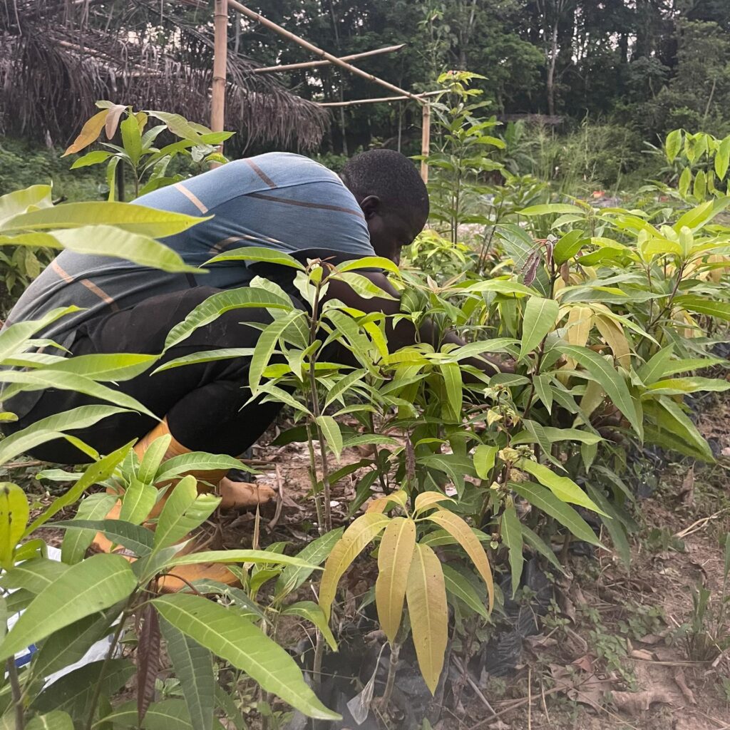 Manguier Émeraude (Cameroun) Greffée – Variété majestueuse et productive