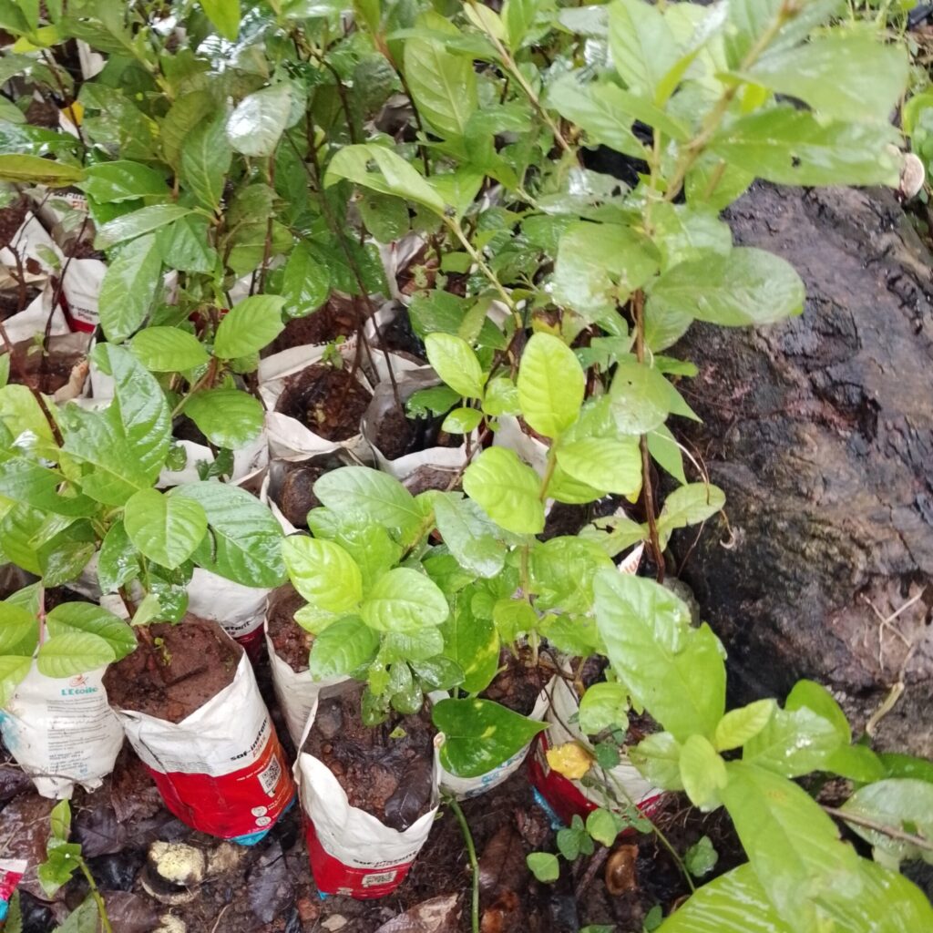 Plant de Goyave Thaïlandaise — Plante Greffé Variété Premium tropicale & productive