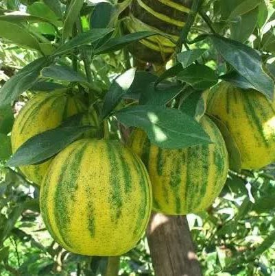 Oranger panaché greffé – idéal pour la transformation