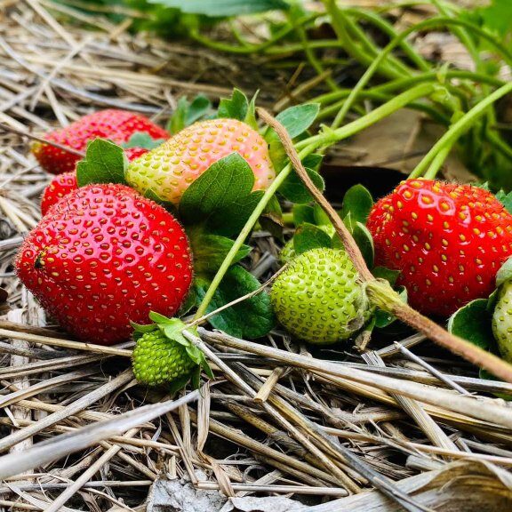 Pépinières de Fraisier – Variétés tropicales adaptées à l'Afrique de l'Ouest