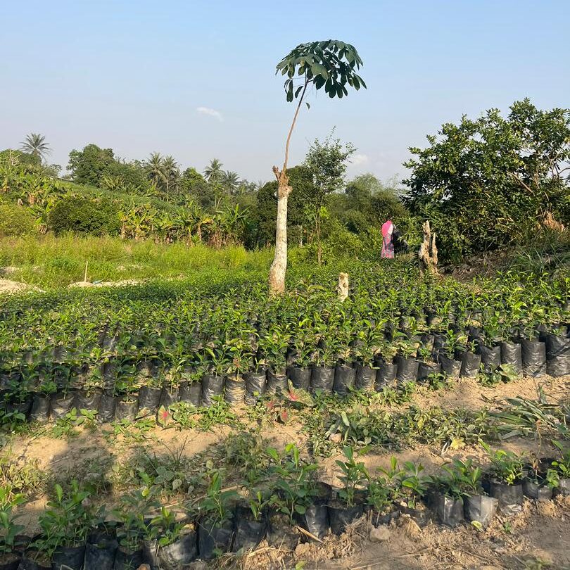 Comment se lancer dans l’agriculture en Afrique quand on est novice : Guide pour entrepreneurs passionnés