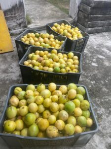 Récolte de fruit de la passion