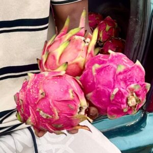 Pitaya – Fruit du Dragon | Plante exotique productive en Côte d’Ivoire